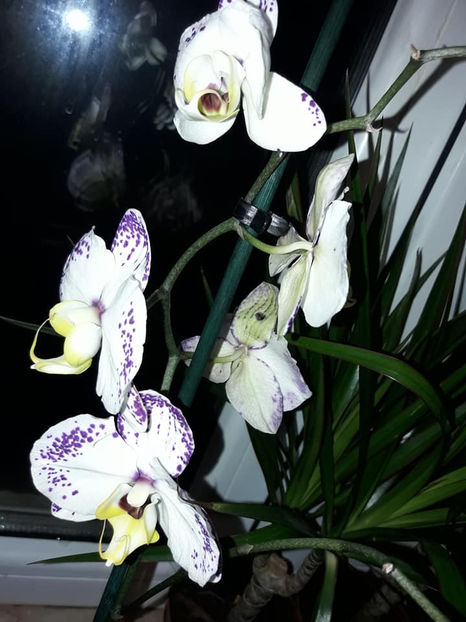  - Orhidee