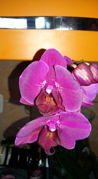  - Orhidee