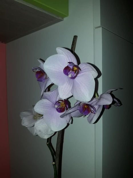  - Orhidee
