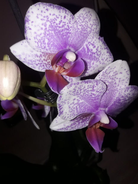 37186624_2282180168488971_5652684283073003520_o_2282180158488972 - Orhidee