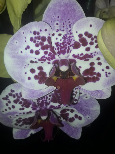 37199000_2282198285153826_1762483934932762624_o_2282198278487160 - Orhidee