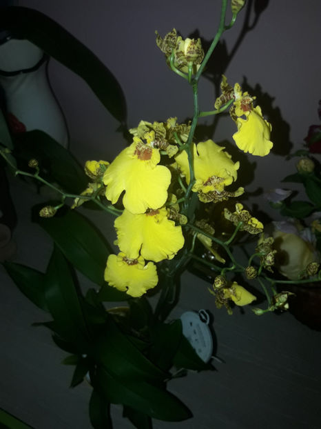 37202730_2282197145153940_527547521547894784_o_2282197135153941 - Orhidee