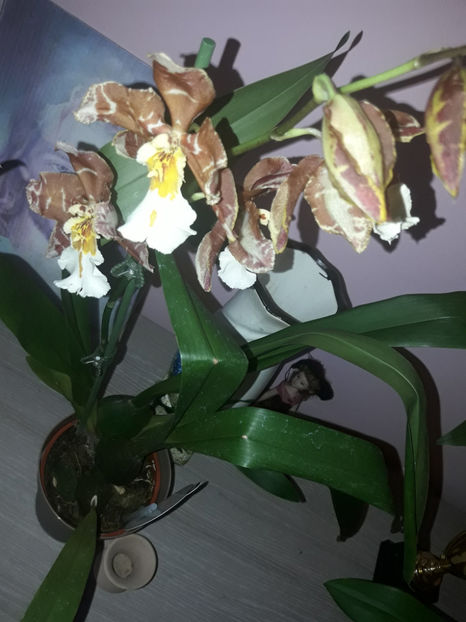 37219850_2282196978487290_2310272366036385792_o_2282196968487291 - Orhidee