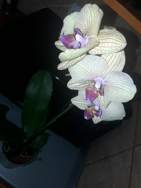 37265699_2282197288487259_1779094759604748288_o_2282197285153926 - Orhidee