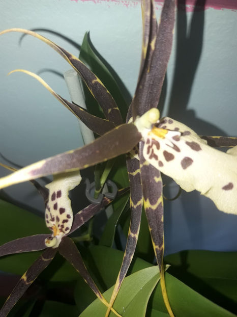 37276708_2282197438487244_4566562026863722496_o_2282197431820578 - Orhidee