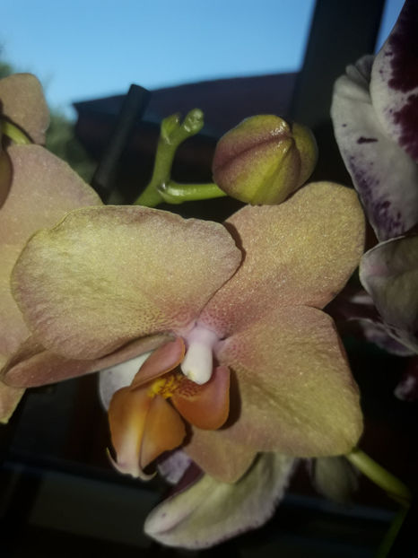 37286950_2282196328487355_5290538653628497920_o_2282196321820689 - Orhidee