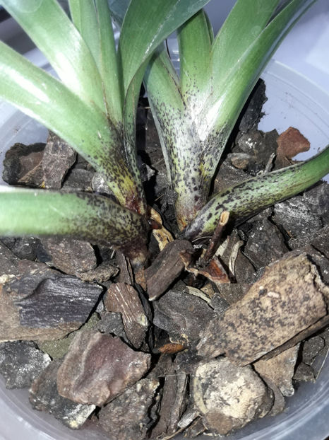 37512077_2348476561859331_6902721513707798528_o_2348476535192667 - Orhidee