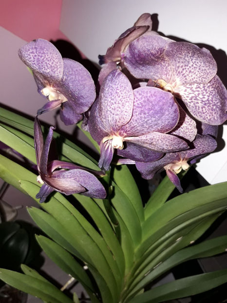 38647470_2331449186895402_7621557193468280832_o_2331449183562069 - Orhidee