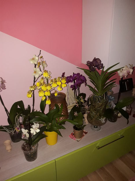 38650045_2331449890228665_5452427588901273600_o_2331449870228667 - Orhidee