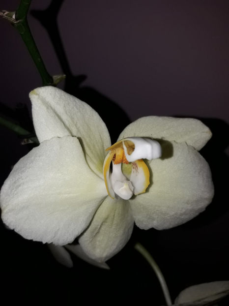 38658531_2331447016895619_2060264342665822208_o_2331447010228953 - Orhidee