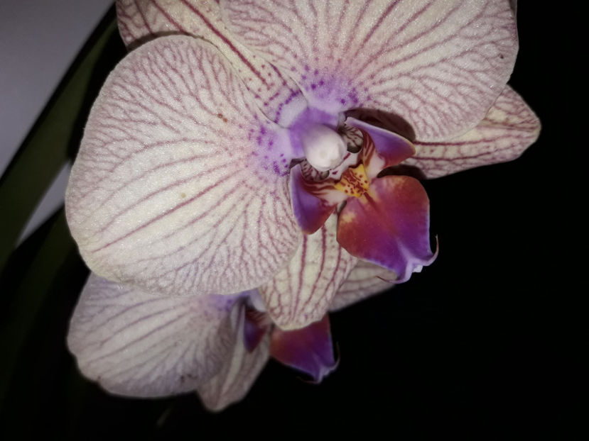 38664142_2331447756895545_5078368484681842688_o_2331447750228879 - Orhidee