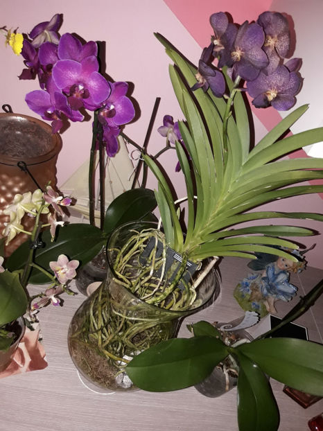 38670994_2331449670228687_5441238876972646400_o_2331449666895354 - Orhidee