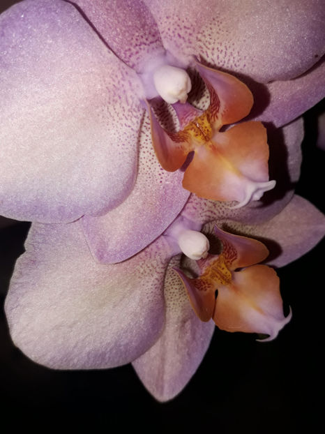 38674293_2331446693562318_6572689410570059776_o_2331446676895653 - Orhidee