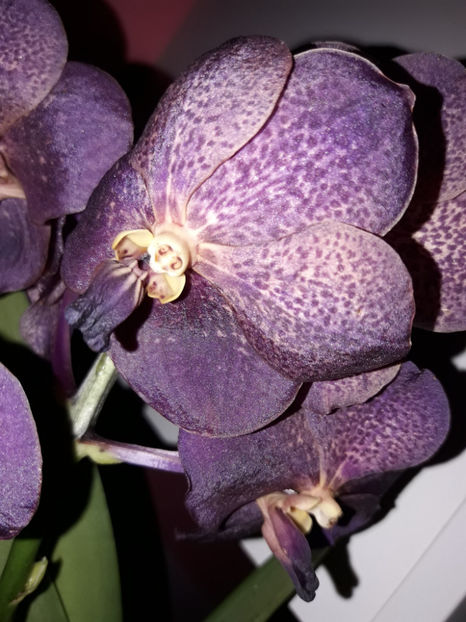 38675470_2331446560228998_8389769569610235904_o_2331446550228999 - Orhidee