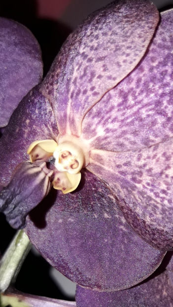 38682905_2331445476895773_7614214749307273216_o_2331445463562441 - Orhidee