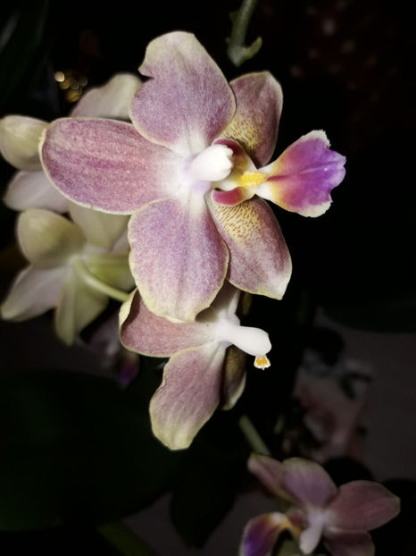 38689604_2331447976895523_922632234437967872_o_2331447970228857 - Orhidee