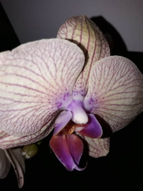 38694527_2331445896895731_7857207205592825856_o_2331445890229065 - Orhidee