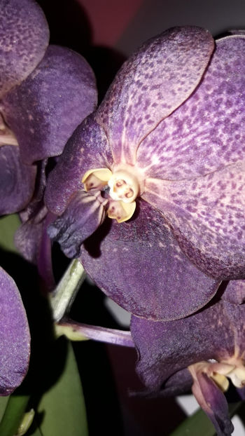 38697833_2331445646895756_3572163843847094272_o_2331445643562423 - Orhidee