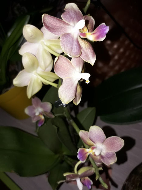 38711331_2331448546895466_8455862149858721792_o_2331448540228800 - Orhidee