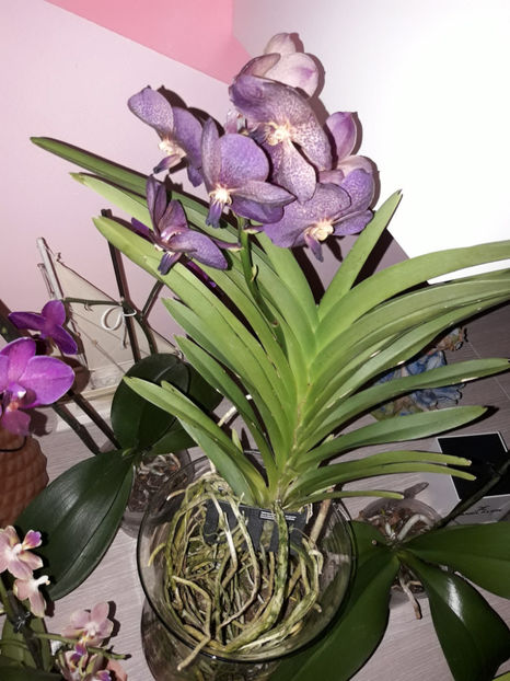 38714576_2331450220228632_3708295761461510144_o_2331450210228633 - Orhidee