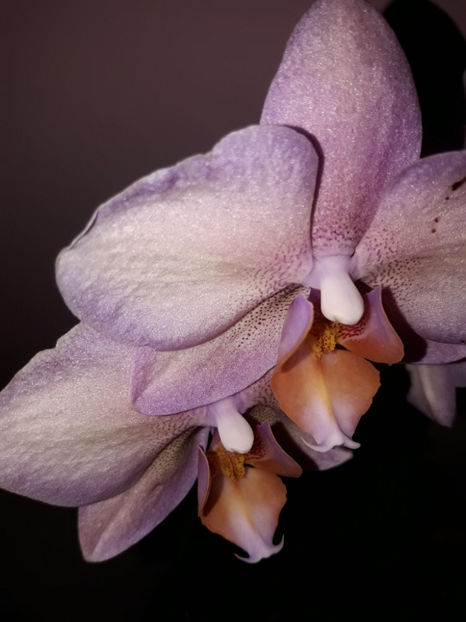 38728896_2331447256895595_8930008401690230784_o_2331447240228930 - Orhidee