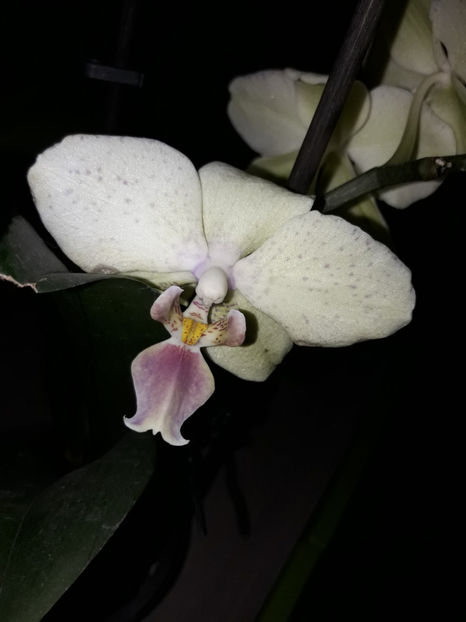 38754382_2331445763562411_2847899883770216448_o_2331445756895745 - Orhidee