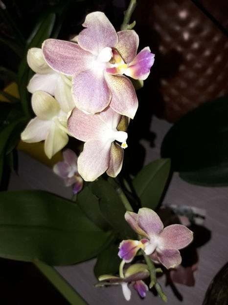 38754992_2331448200228834_8720511046726451200_o_2331448186895502 - Orhidee