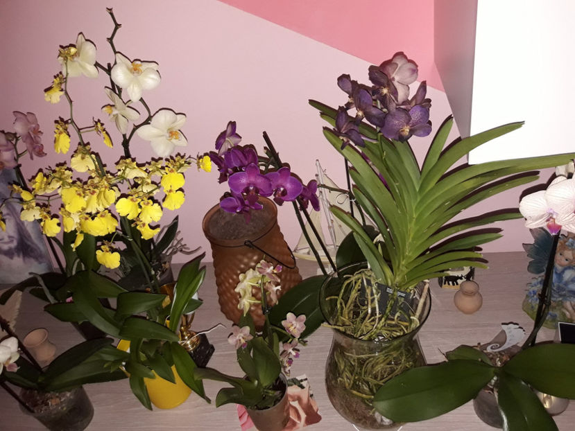 38760496_2331449460228708_3853929306375847936_o_2331449456895375 - Orhidee