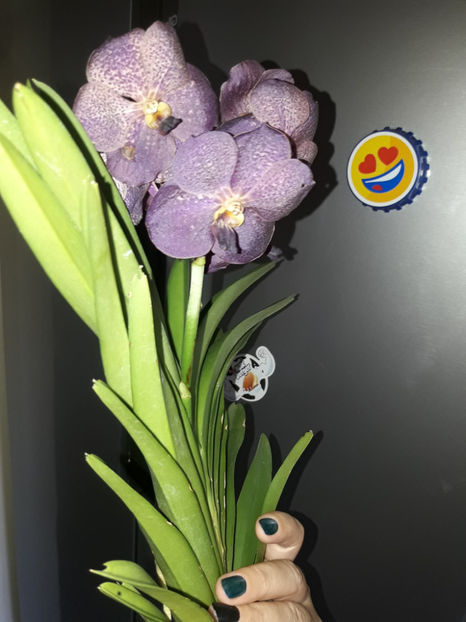 38769061_2331450550228599_4506588946083348480_o_2331450543561933 - Orhidee