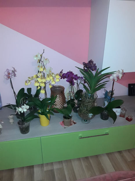 38772413_2331450406895280_1984885480482668544_o_2331450393561948 - Orhidee