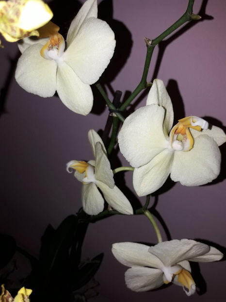 38792507_2331447116895609_726040921191219200_o_2331447110228943 - Orhidee