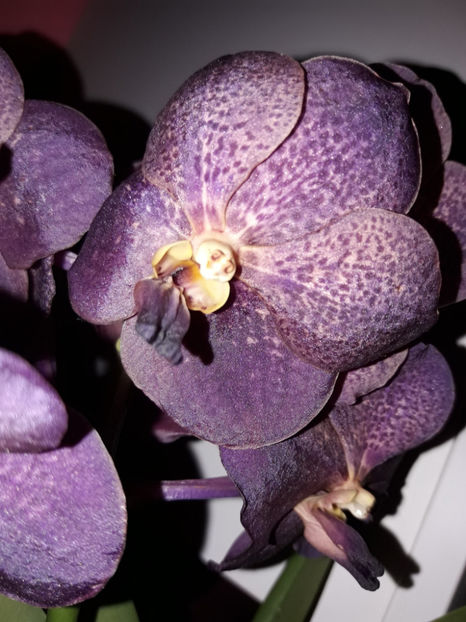 38797768_2331446253562362_5042239340046974976_o_2331446243562363 - Orhidee