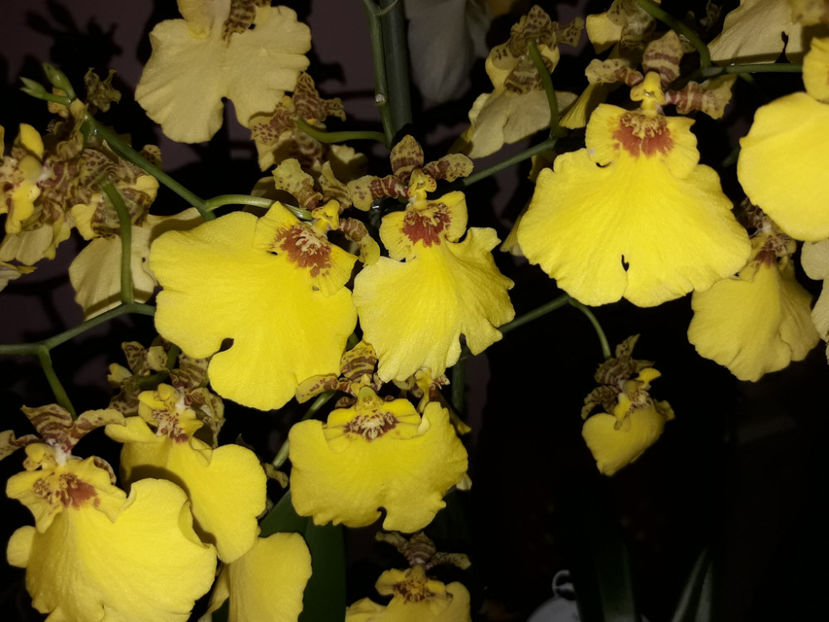 38846485_2331447466895574_1396698784561364992_o_2331447456895575 - Orhidee