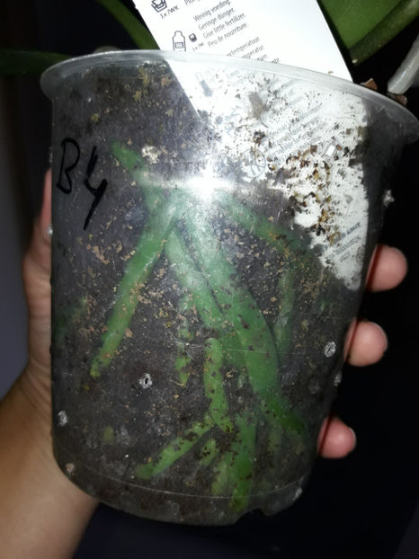 38864762_2339333829440271_483960625765023744_o_2339333822773605 - Orhidee