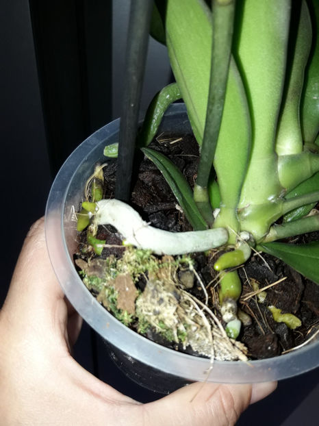 38872865_2339334492773538_1893805321671933952_o_2339334482773539 - Orhidee