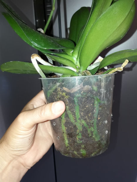 38876991_2339332972773690_4180264284485320704_o_2339332966107024 - Orhidee