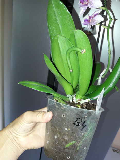 38878211_2339333206107000_7057146315511169024_o_2339333192773668 - Orhidee