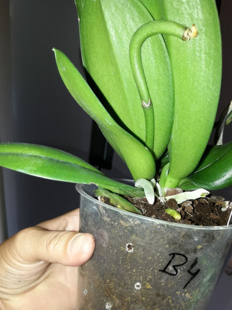 38885399_2339333412773646_573789364249690112_o_2339333396106981 - Orhidee