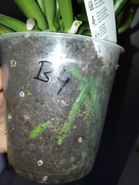 38890135_2339333652773622_2723846887365935104_o_2339333642773623 - Orhidee