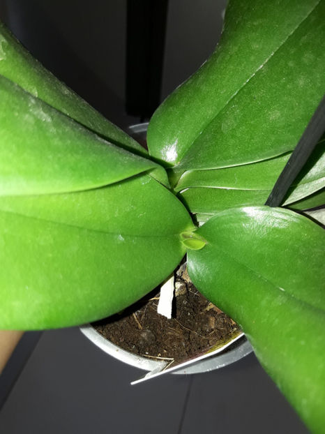 38901039_2339334022773585_793597660085878784_o_2339334012773586 - Orhidee