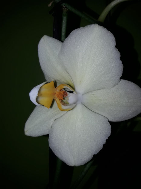 38914371_2339515932755394_1049949397397274624_o_2339515916088729 - Orhidee