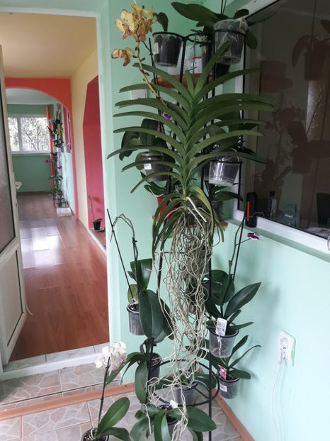 39205252_2348476831859304_6994750782981537792_o_2348476821859305 - Orhidee