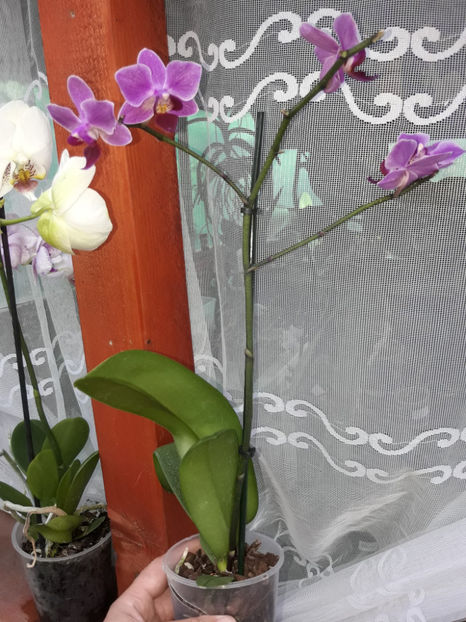 40455066_2383466748360312_5934543577752272896_o_2383466741693646 - Orhidee