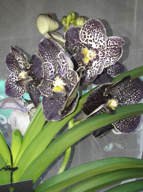 40460122_2383464368360550_1379805956631691264_o_2383464361693884 - Orhidee