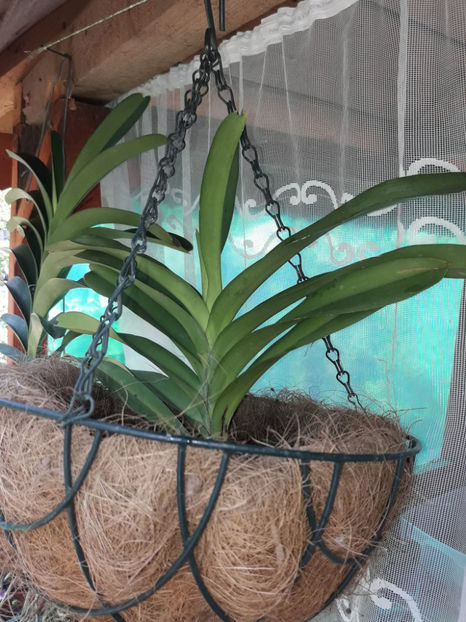 40477635_2383462411694079_7475817116185133056_o_2383462401694080 - Orhidee