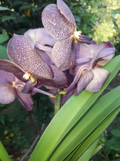 40479035_2383487951691525_1538265313273970688_o_2383487945024859 - Orhidee