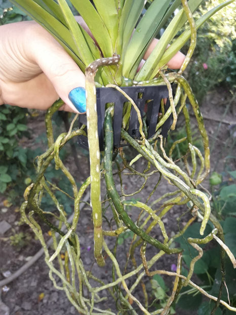 40491555_2383487751691545_1523778573268156416_o_2383487745024879 - Orhidee