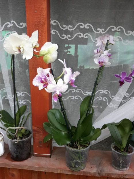 40498861_2383467218360265_8515098115466854400_o_2383467208360266 - Orhidee