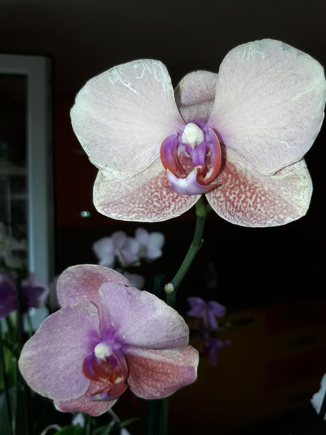 40498886_2383466018360385_4834471942075449344_o_2383466011693719 - Orhidee