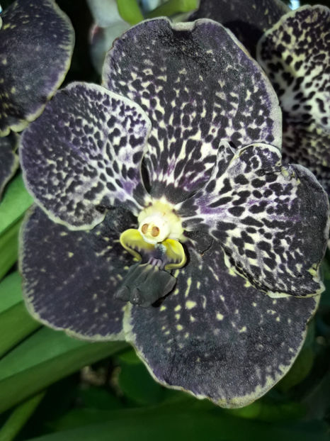 40504569_2383463708360616_6616987918009368576_o_2383463695027284 - Orhidee